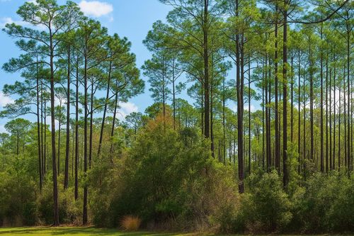 202 Tamarac Ct, Georgetown, FL, 32139-2324 | Card Image