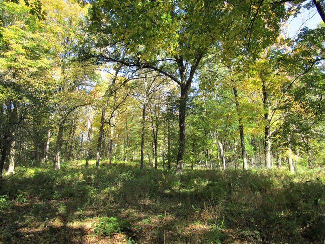 Wooded Land In Back | Image 32
