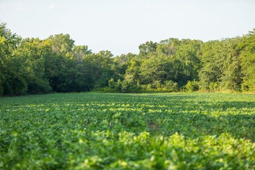 Tract 6 Hardsaw Road, Grain Valley, MO, 64029 | Card Image