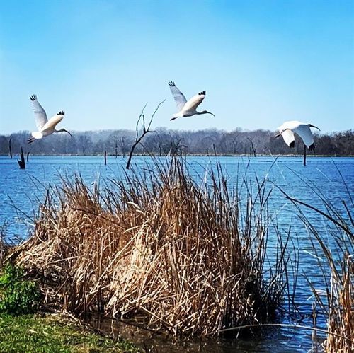 484 Conestoga Trl, Angleton, TX, 77515 | Card Image