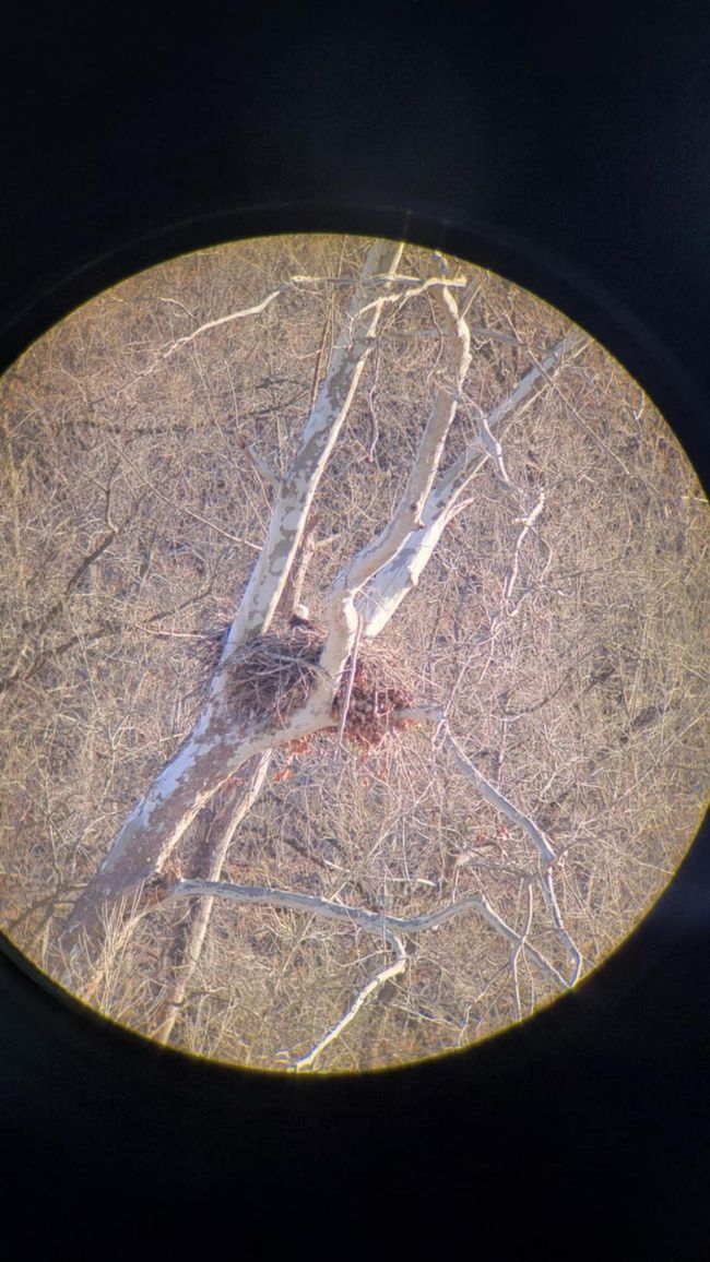Eagle 1 | Image 32