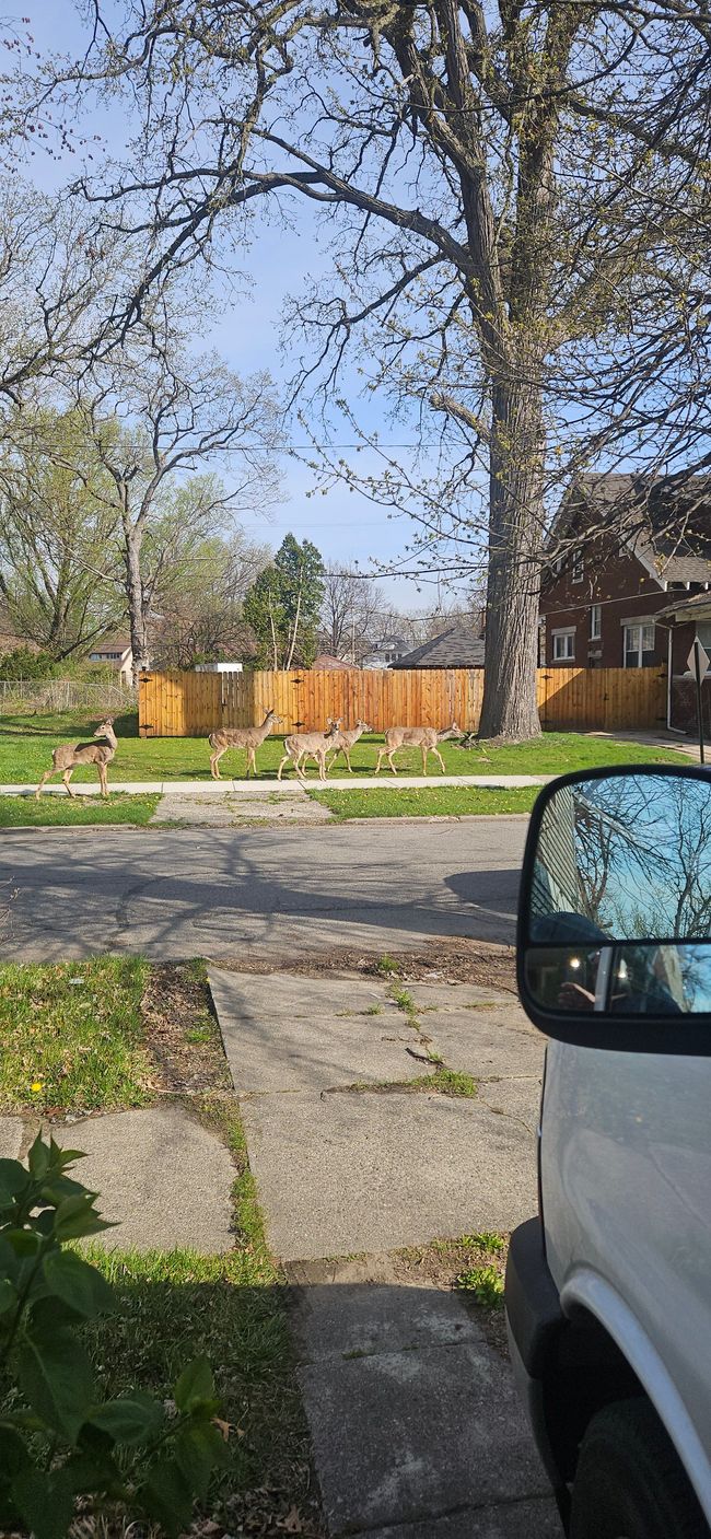 59 W Parkhurst Pl, House other with 5 bedrooms, 2 bathrooms and null parking in Detroit MI | Image 21