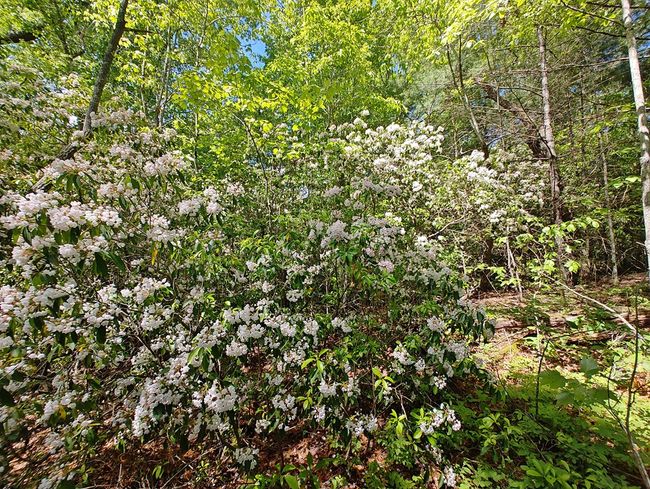 Lot 4 Megan Trace Ln, Home with 0 bedrooms, 0 bathrooms and null parking in Turtletown TN | Image 13