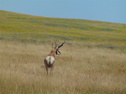 TBD Wild Rose Rd, Lewistown, MT, 59457 | Card Image