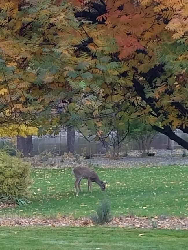Fall Colors and Critters Visiting | Image 18