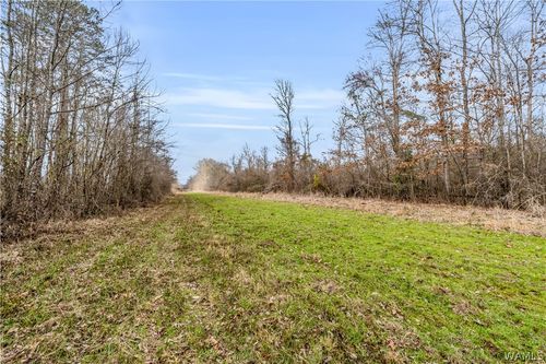 TBD County Road 12, Carrollton, AL, 35447 | Card Image