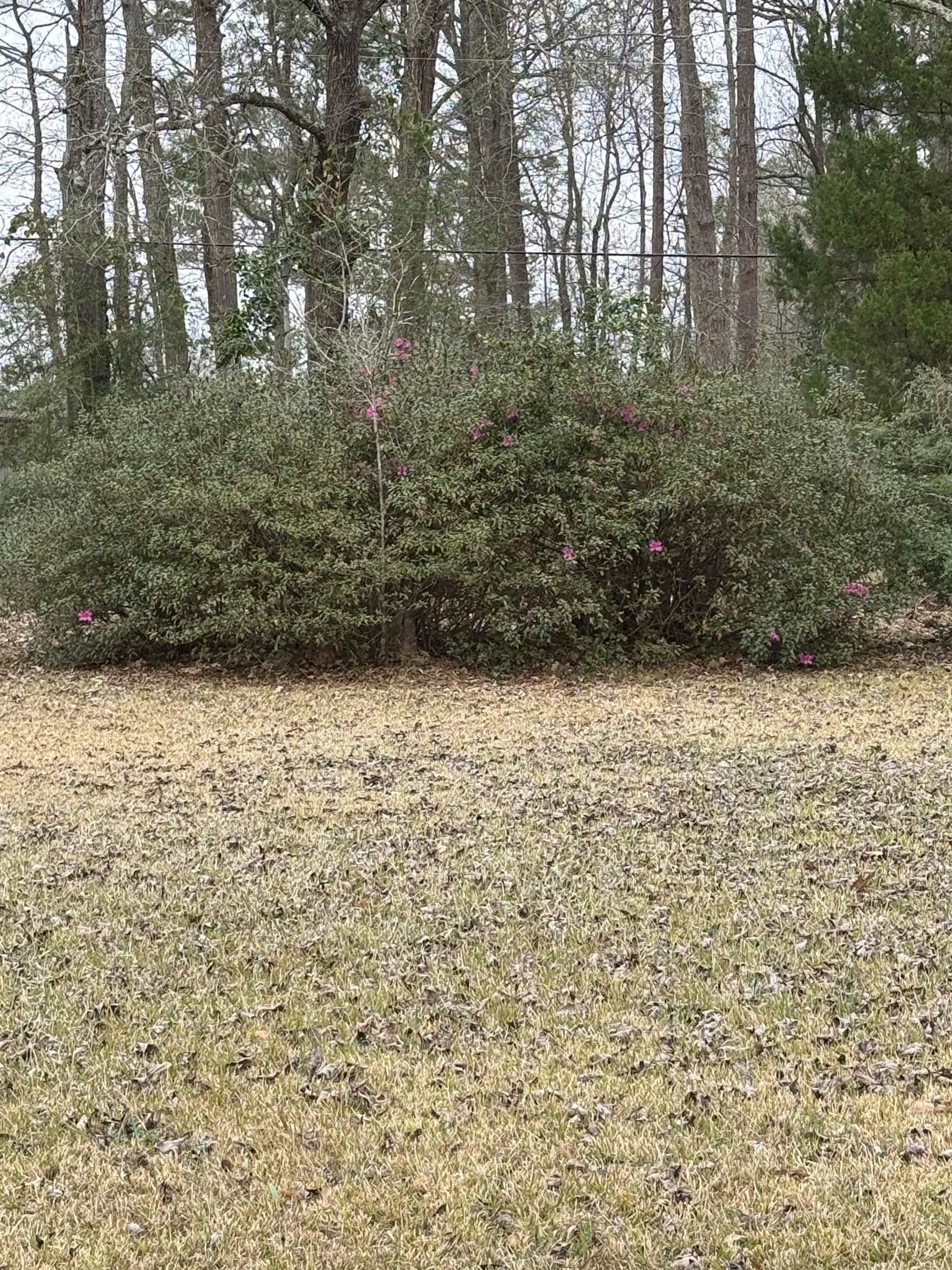Land in Lumberton