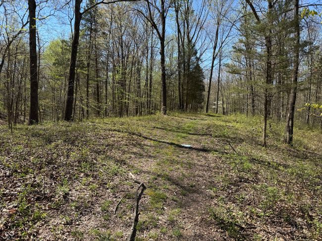 view of nature with a forest view | Image 22