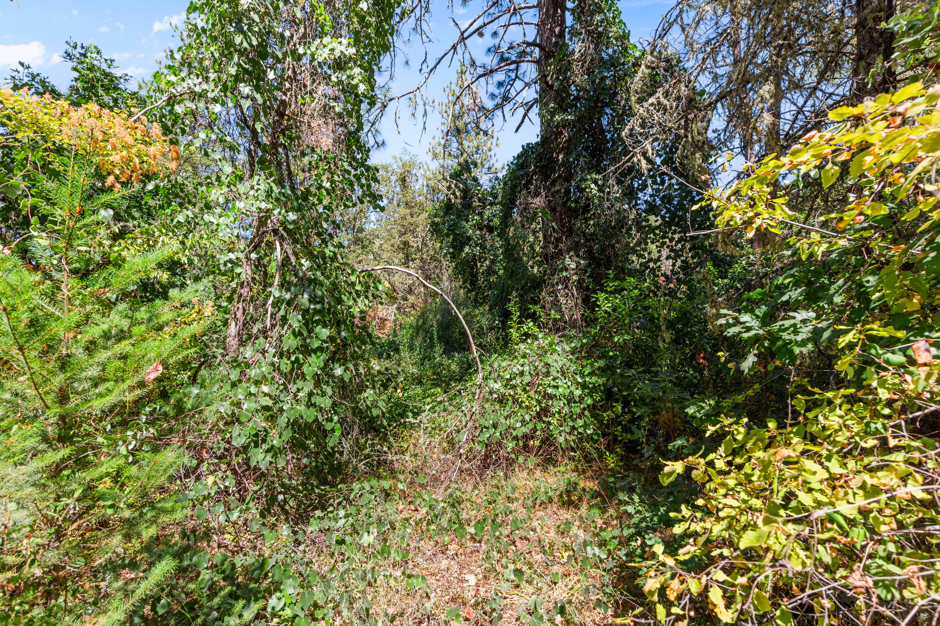 Land in Applegate 5