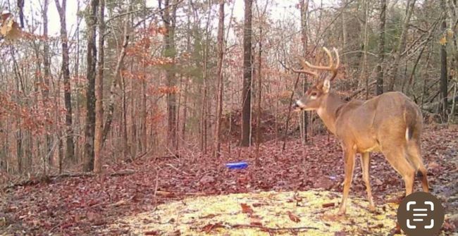 Lot 4 Oklahoma Rd, Home with 0 bedrooms, 0 bathrooms and null parking in Bee Spring KY | Image 8
