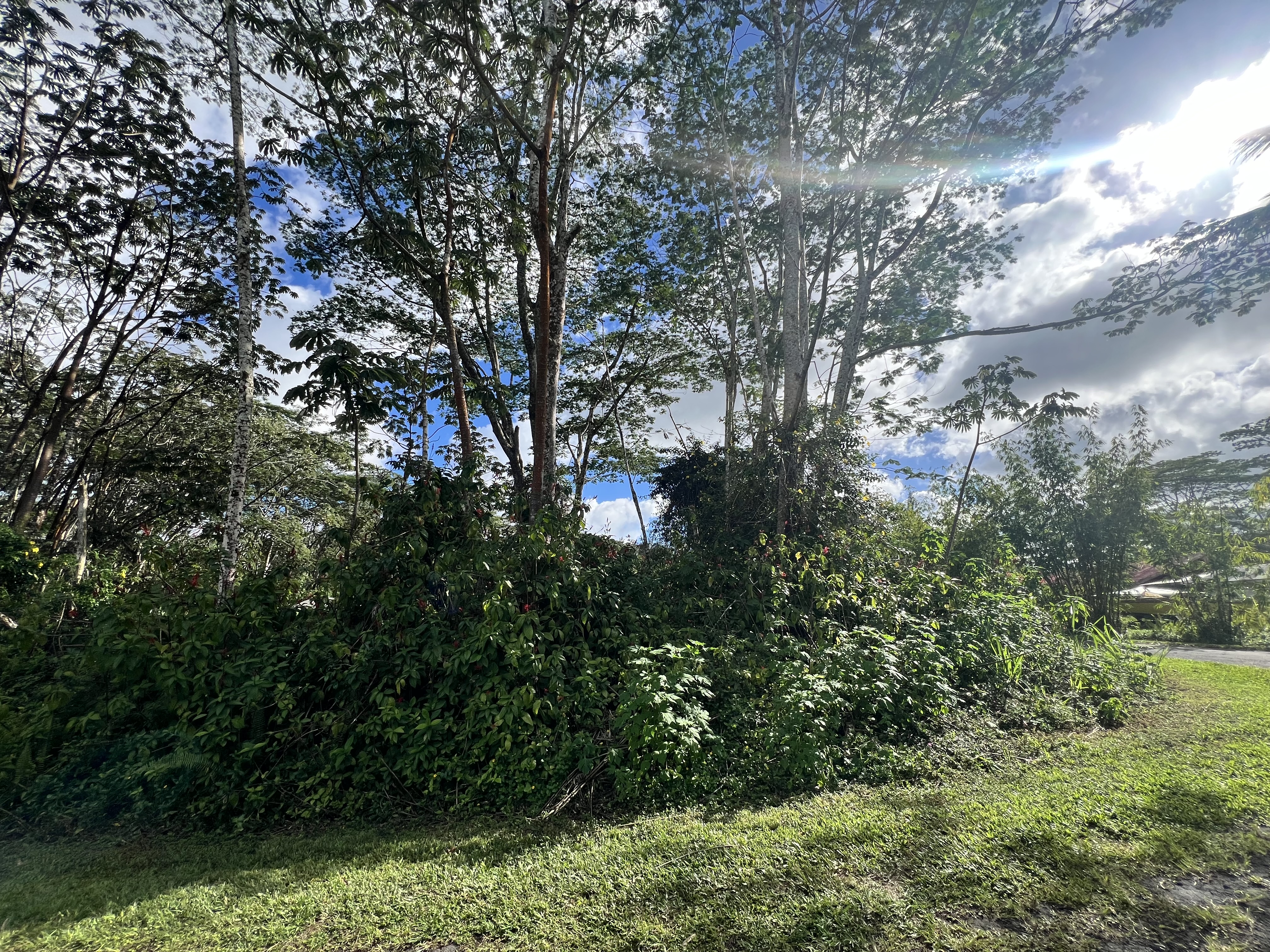 Land in Pahoa 3
