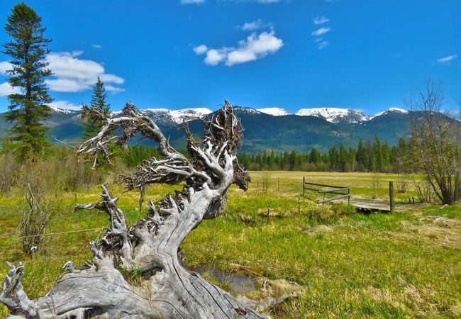 895 Mud Lake Rd, Home with 0 bedrooms, 0 bathrooms and null parking in Bigfork MT | Image 11
