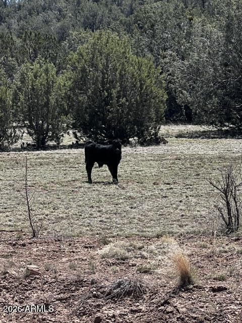 Land in Seligman 3