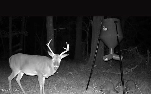 1851 Swamp Rd, Carthage, MS, 39051-8381 | Card Image