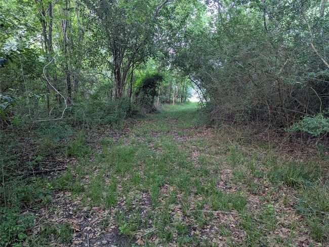 Walking path to road from large clearing. | Image 10