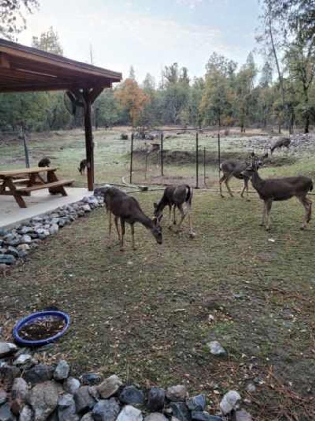 9110 Hidden Valley Rd, House other with 1 bedrooms, 1 bathrooms and null parking in Mountain Ranch CA | Image 40