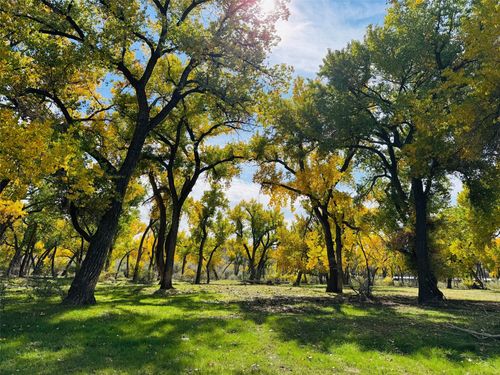 1459 Highway 173, Navajo Dam, NM, 87419 | Card Image