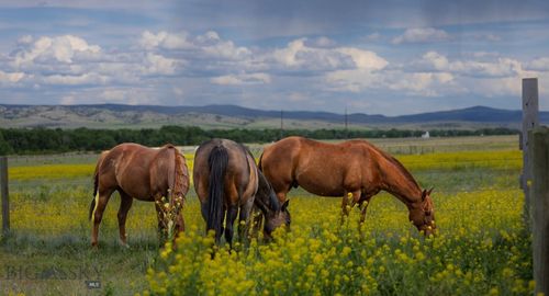 2733 Mt Highway 69, Boulder, MT, 59632-9733 | Card Image