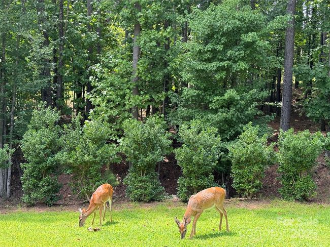Enjoy the wildlife from your back deck. | Image 8