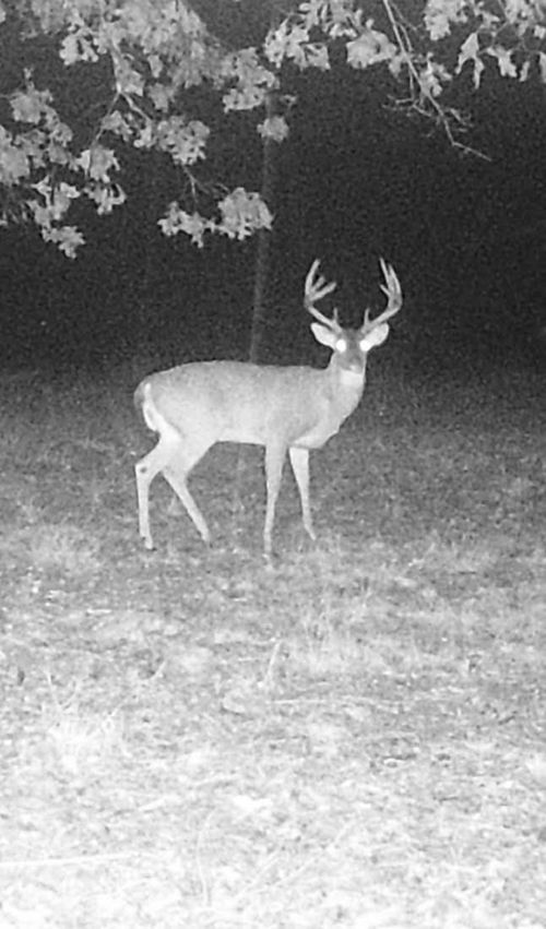 0 Treadwell Prong Rd, Linden, TN, 37096 | Card Image