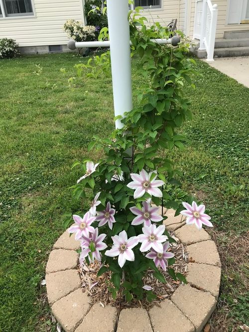 1015 S Locust Street, Sesser, IL, 62884 | Card Image