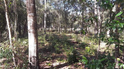 0 Se 204th Ct, UMATILLA, FL, 32784 | Card Image