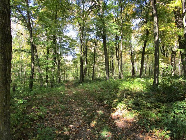 Wooded Land In Back With Trails | Image 29
