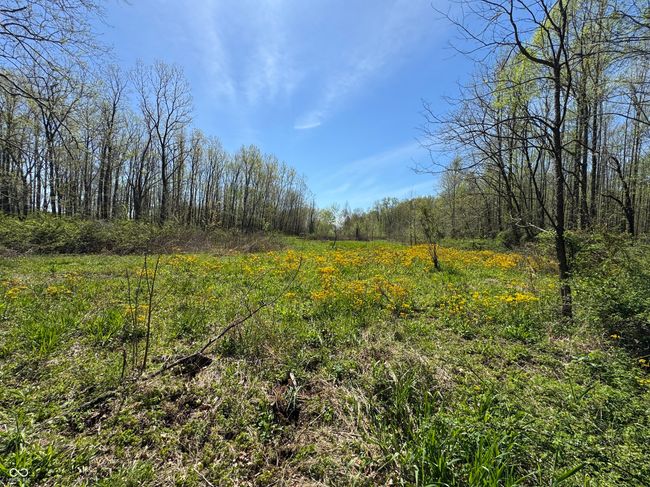 view of nature with a forest view | Image 27