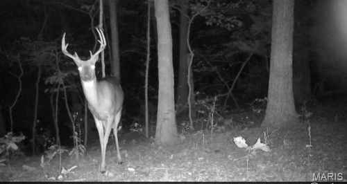 0 Hollandsworth Rd, Rosebud, MO, 63091 | Card Image