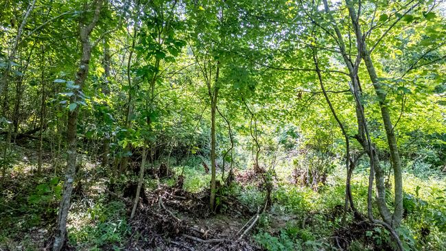 Cabin on 13 acres021 | Image 15