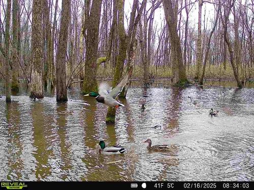 483 Phillips 131 Rd, Marvell, AR, 72366 | Card Image