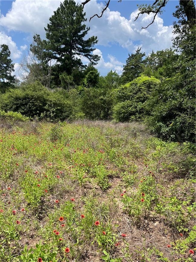 8647 County Road 342, Home with 0 bedrooms, 0 bathrooms and null parking in Milano TX | Image 6