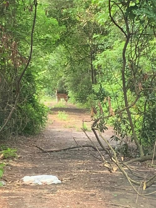 0 Cottonwood Cove Ln, Spring, TX, 77380 | Card Image