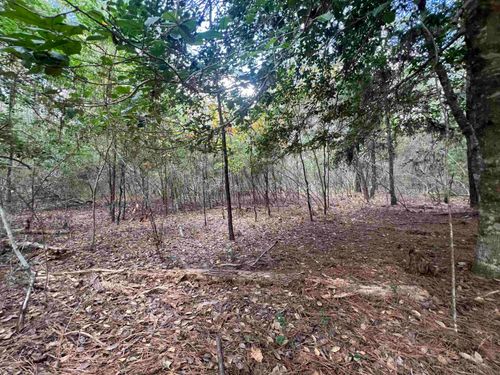 00 Blue Willow Dr, Village Mills, TX, 77663 | Card Image