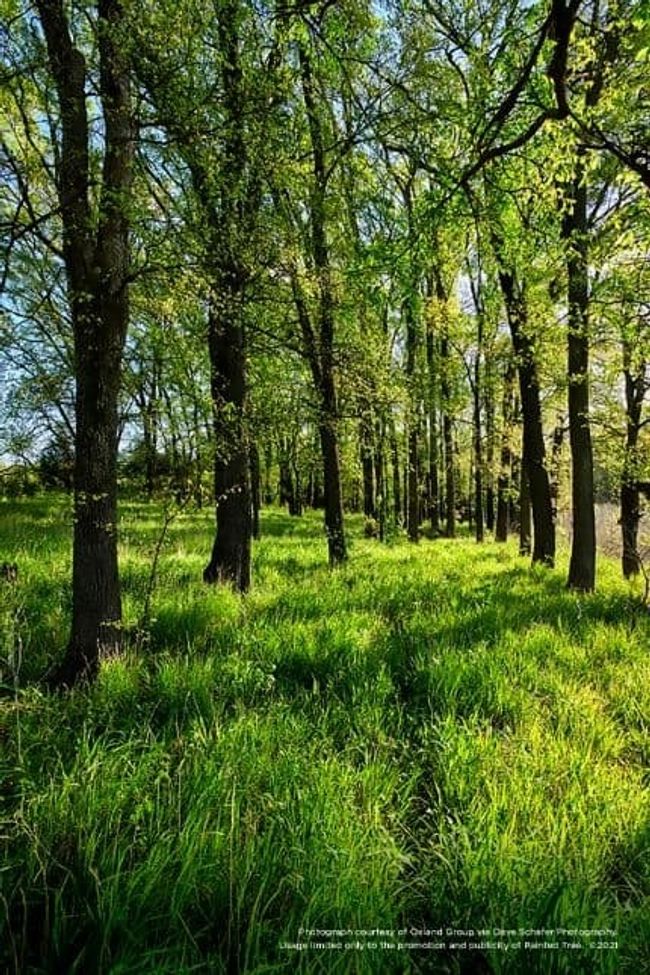 6_Painted Tree | Image 7
