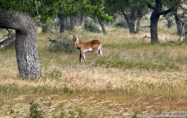 LOT 123 Fallow Drive, Home with 0 bedrooms, 0 bathrooms and null parking in Harper TX | Image 20