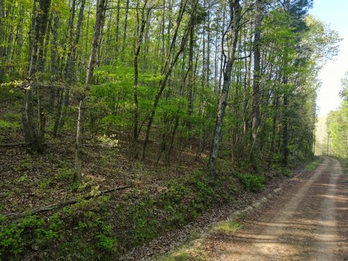 28 Acres Road 917, Collinsville, AL, 35961 | Card Image