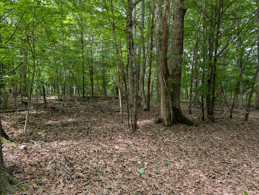 Land in Burkesville 3