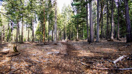 003 Ritts Mill Rd, Shingletown, CA, 96088 | Card Image