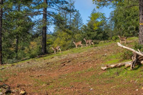 42 Petersen Ranch Dr, Pine Grove, CA, 95665 | Card Image