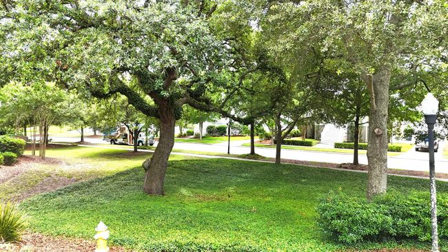 Mature landscape | Image 4