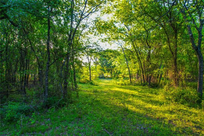 View of nature featuring a wooded view | Image 28
