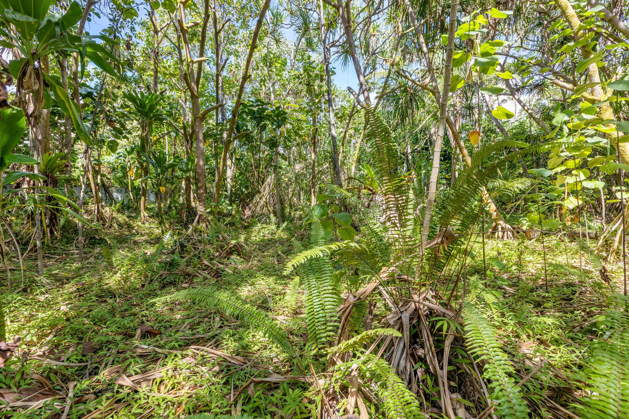 Land in Pahoa 5