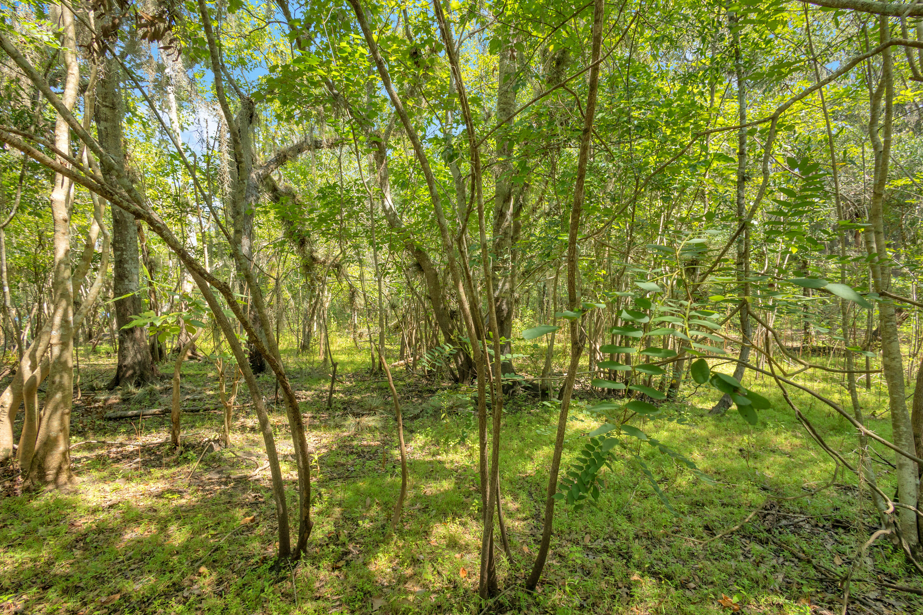 Land in Deland