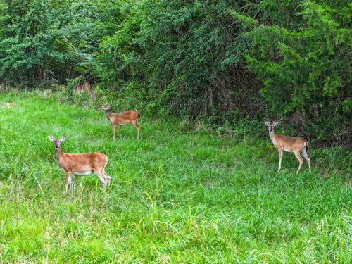 TBD Lot 40 Nicklaus Dr Nicklaus Drive, Sulphur Springs, TX, 75482 | Card Image