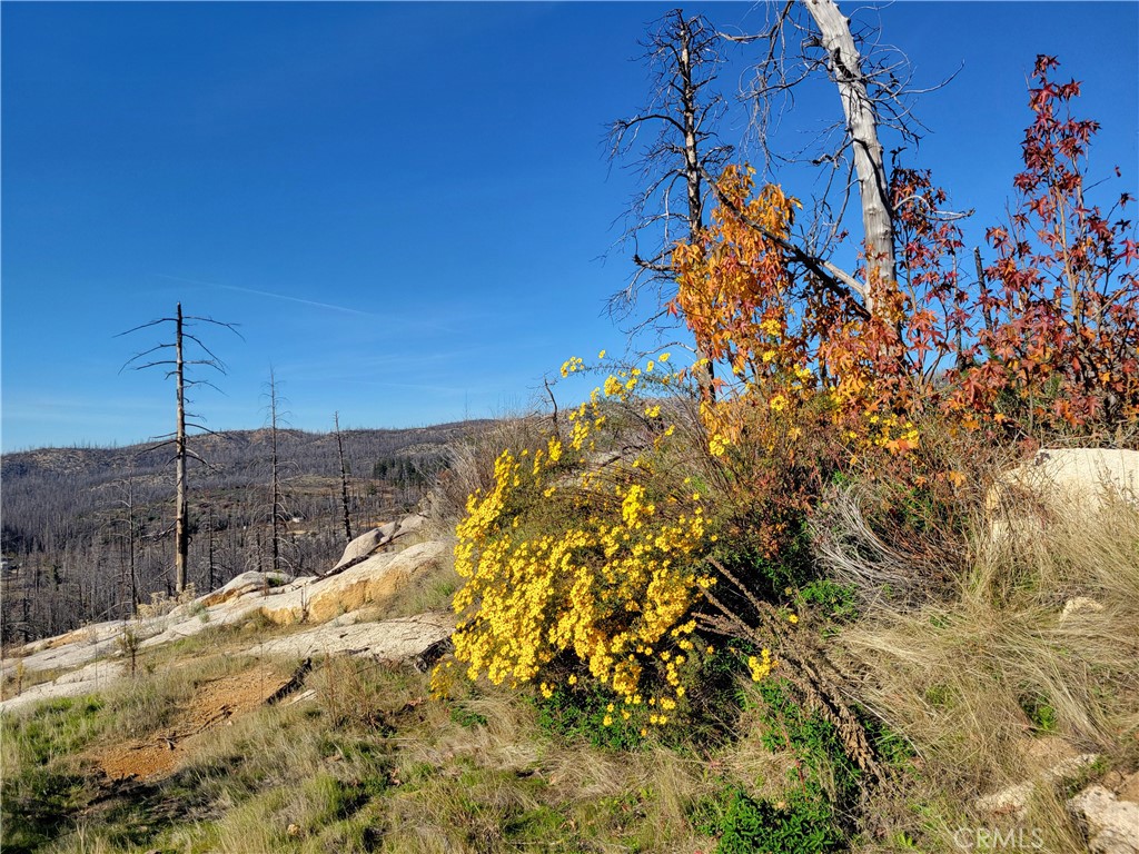 Land in Berry Creek