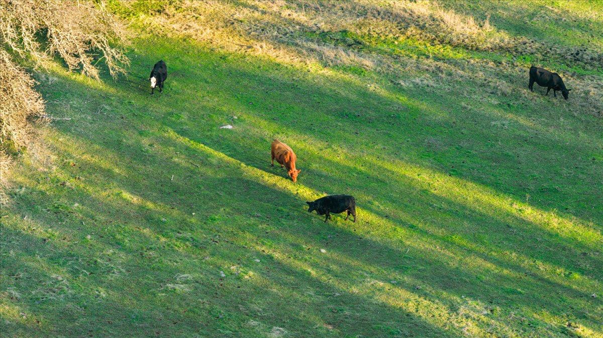 Land in Penn Valley 3