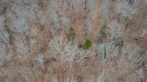 99.5 ACRES County Road 427, CROSS TIMBERS, MO, 65634 | Card Image