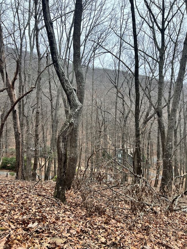 315 Windflower Dr, Home with 0 bedrooms, 0 bathrooms and null parking in Jasper GA | Image 5