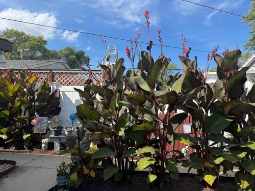 165 S Madison Ave, Bradley, IL, 60915-2511 | Card Image